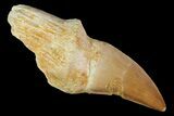Fossil Rooted Mosasaur (Prognathodon) Tooth - Morocco #117061-1